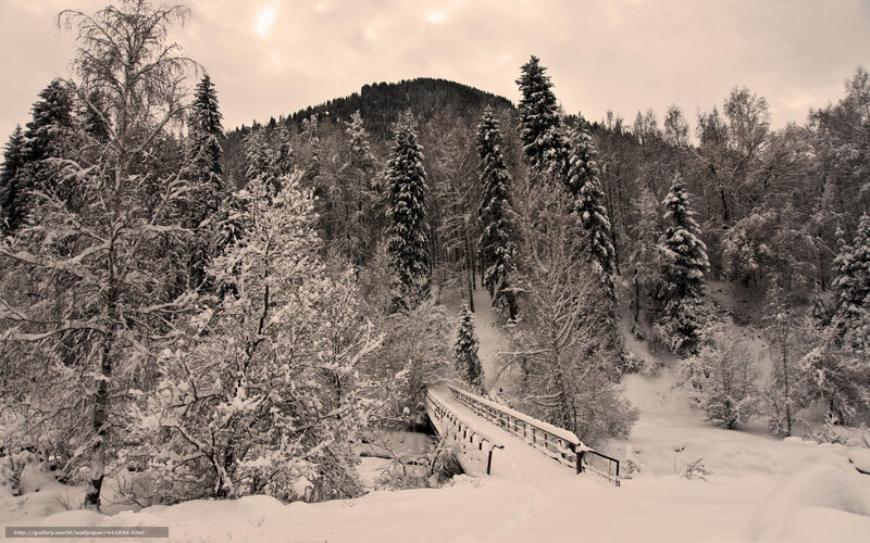 Snowy forest bridge