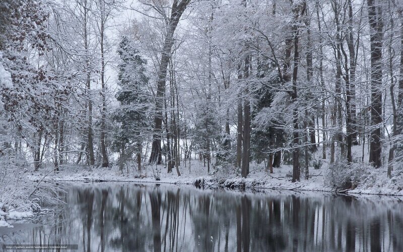 Snowy forest by a calm pond