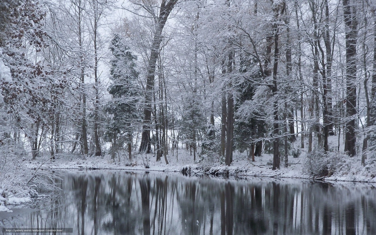 Snowy forest by a calm pond
