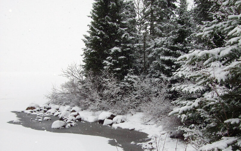 snowy forest by a frozen stream