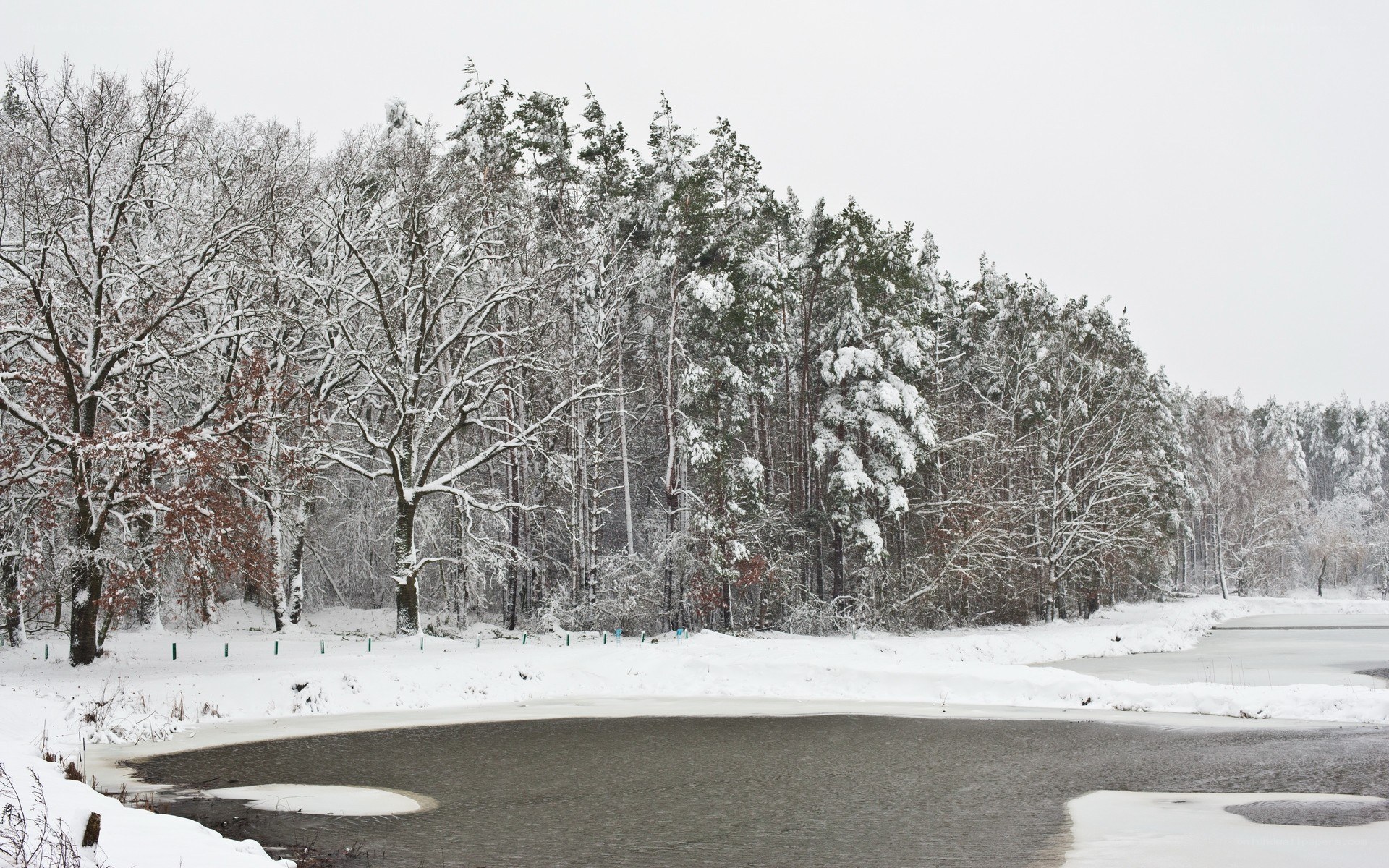 Snowy forest by a pond