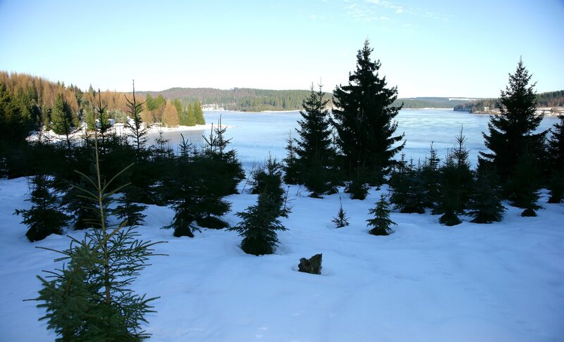 Snowy forest by frozen lake
