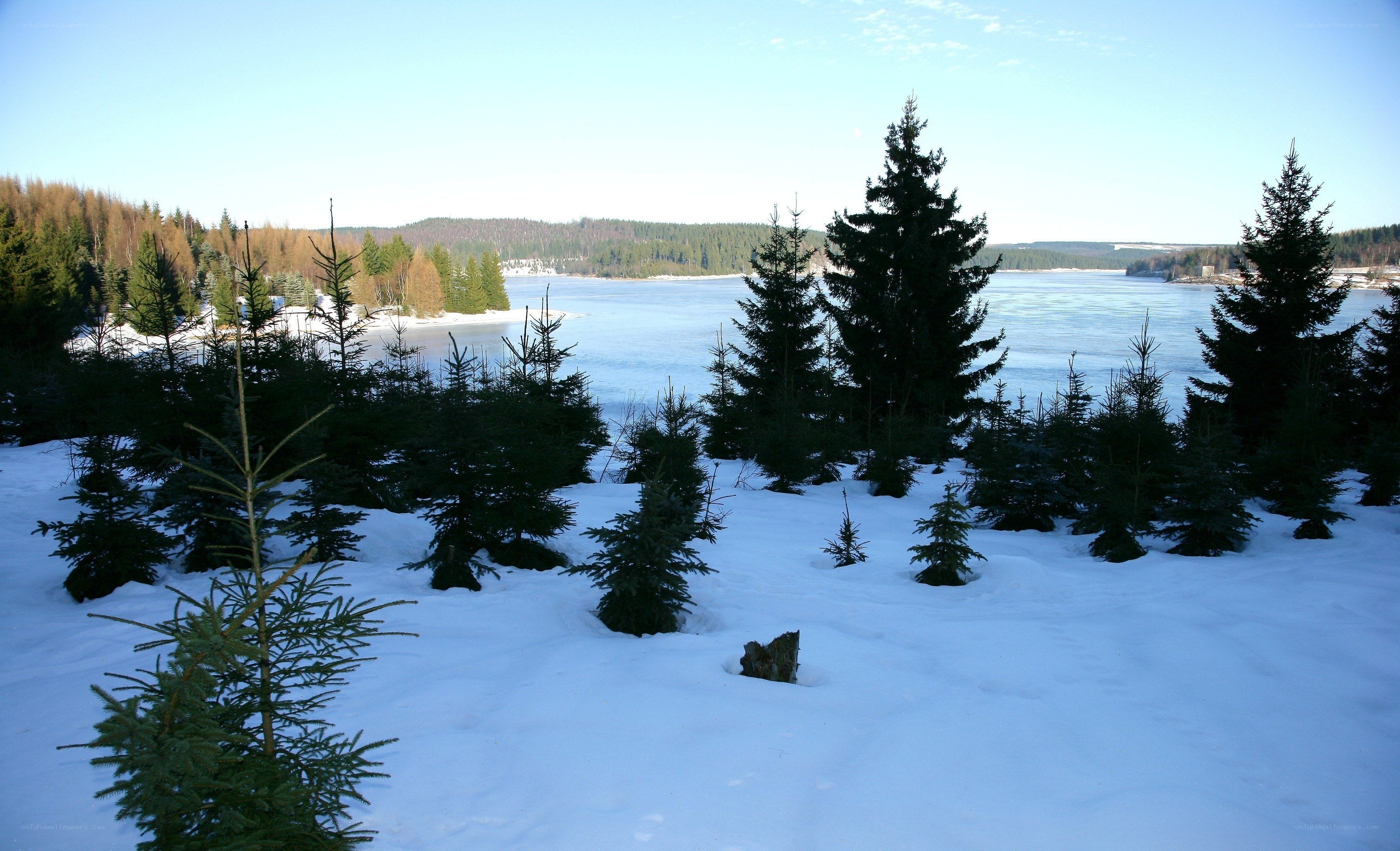 Snowy forest by frozen lake