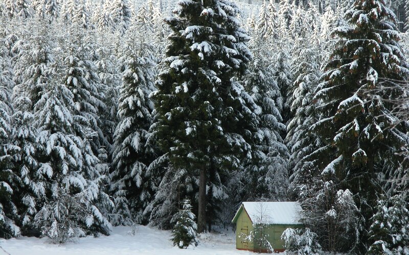 Snowy forest cabin