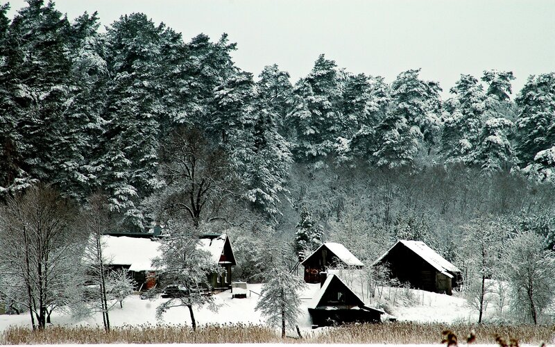 Snowy forest cabins