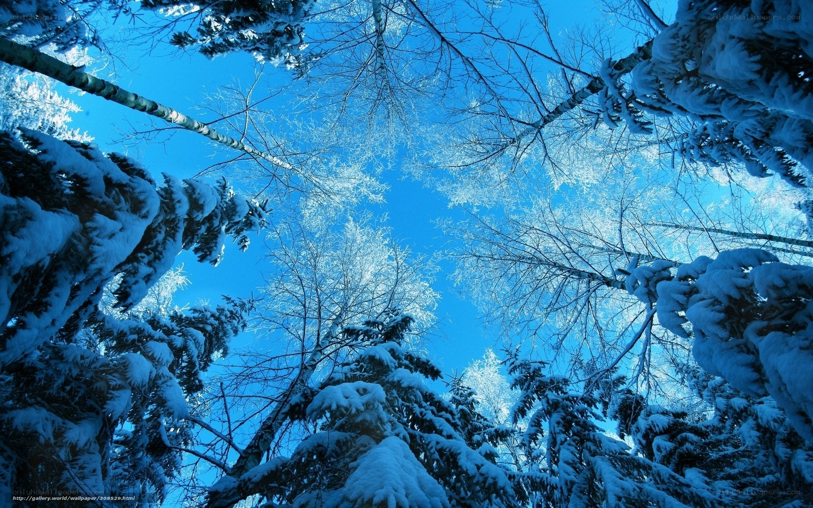 Snowy forest canopy view