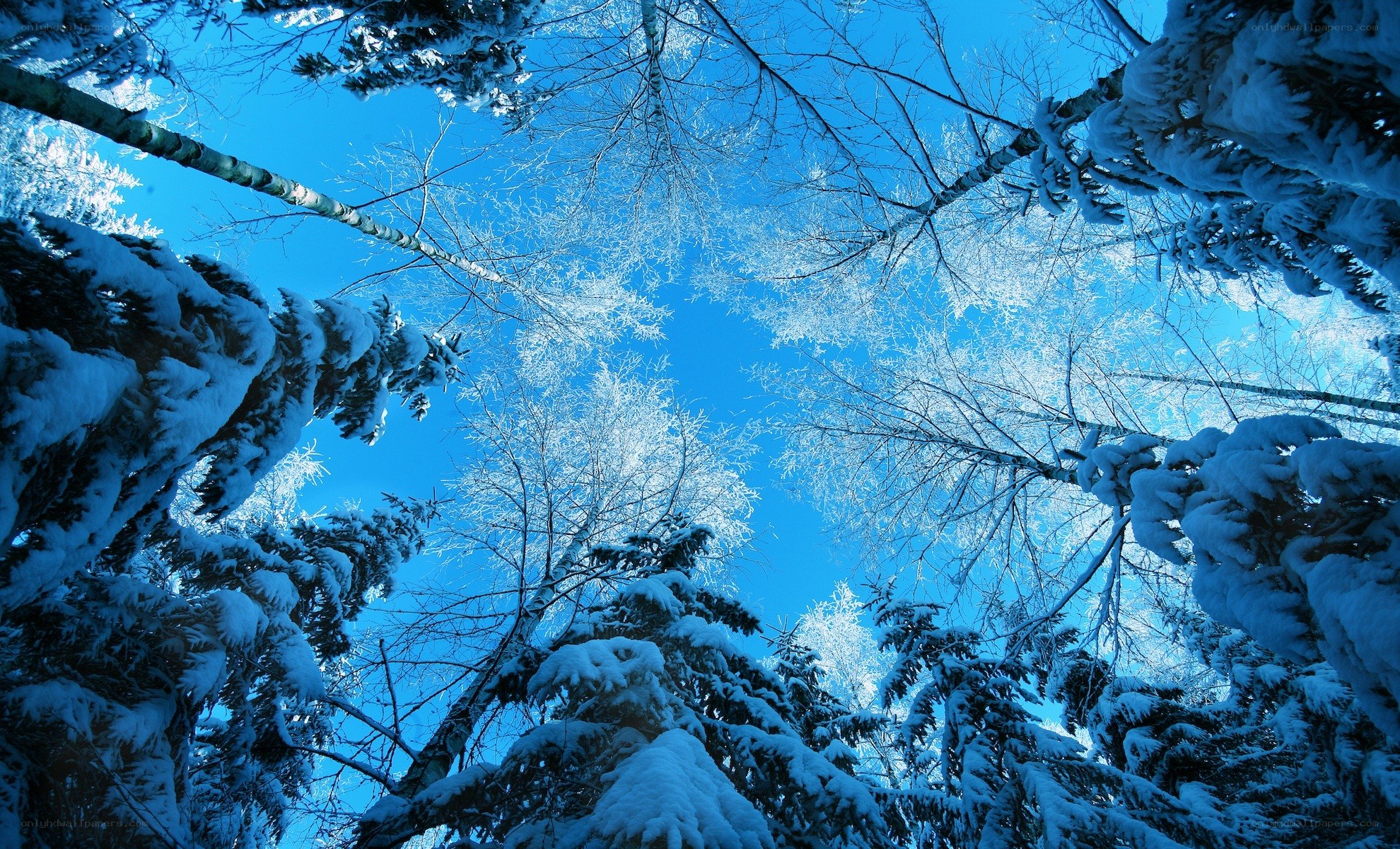 Snowy forest canopy view