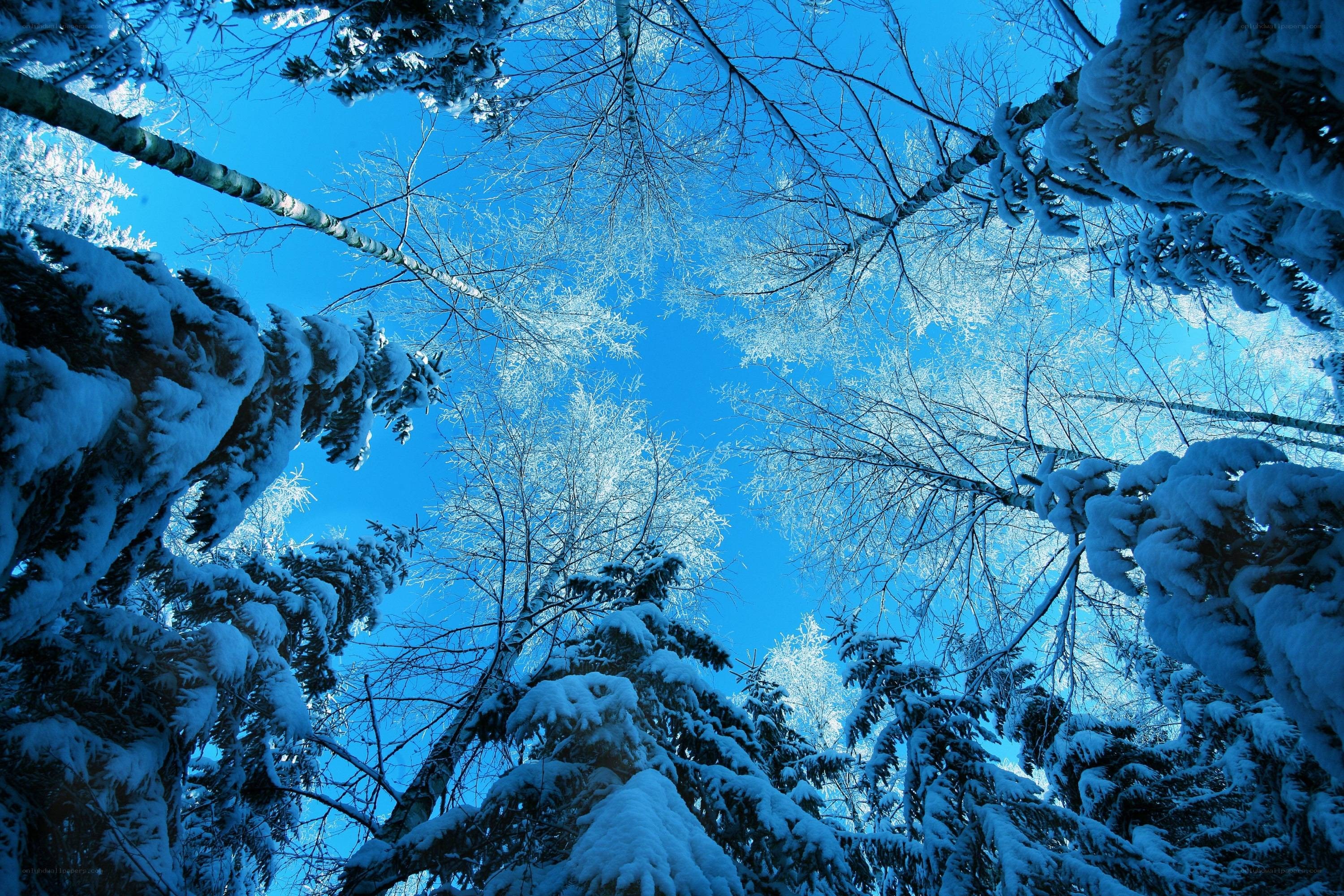 Snowy forest canopy view