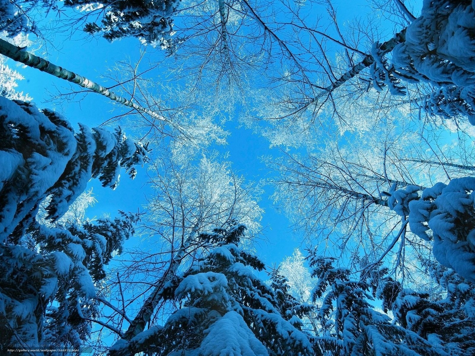 Snowy forest canopy view