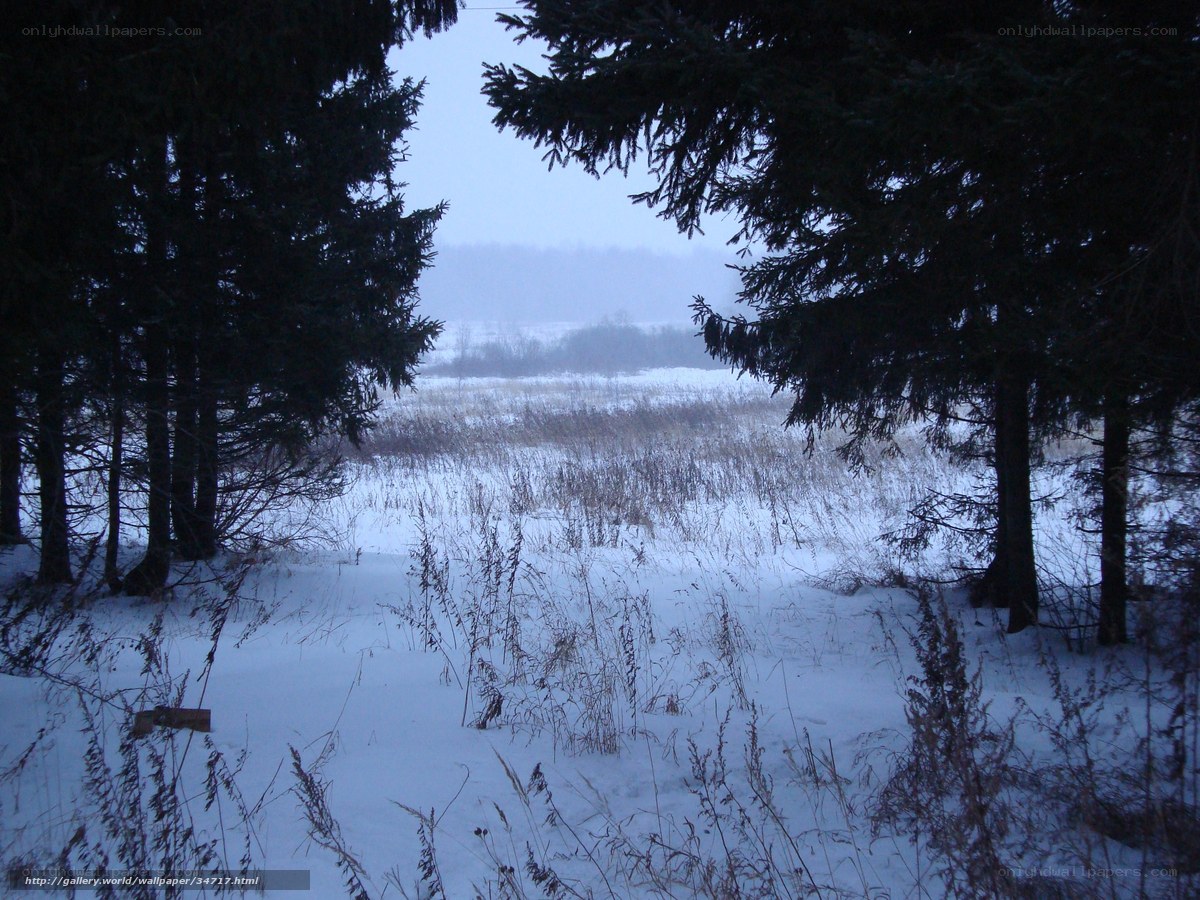 Snowy forest clearing