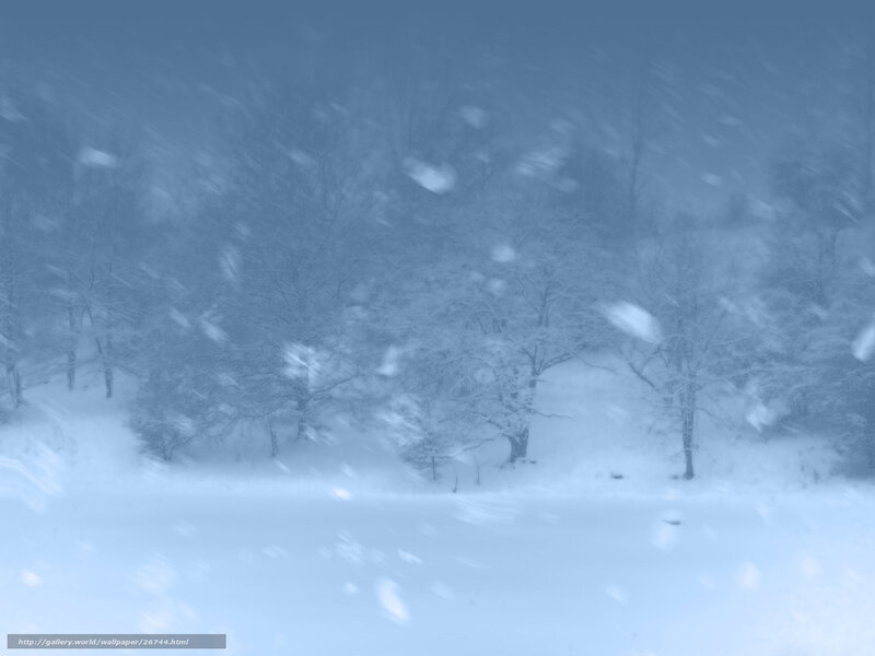Snowy forest during a blizzard