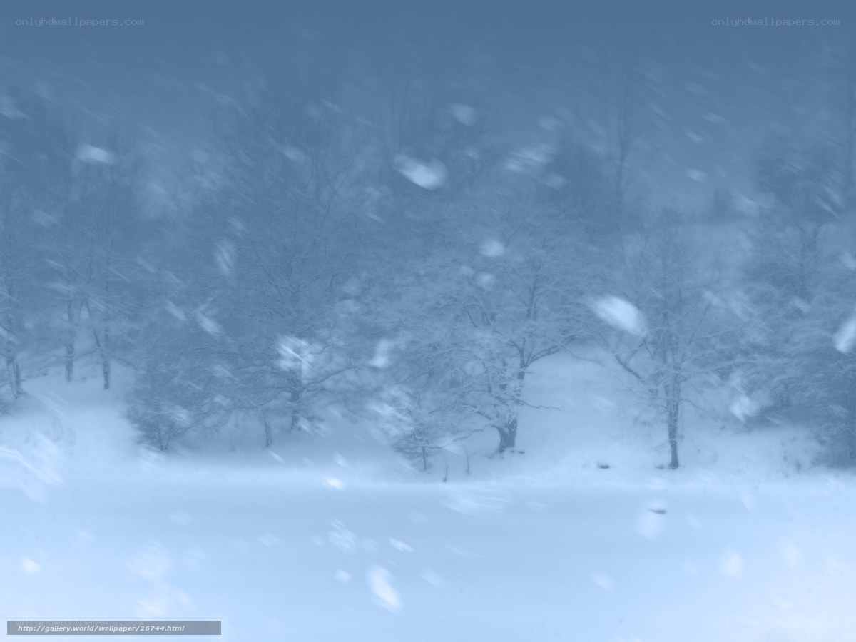 Snowy forest during a blizzard