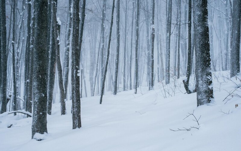 Snowy forest during a snowstorm