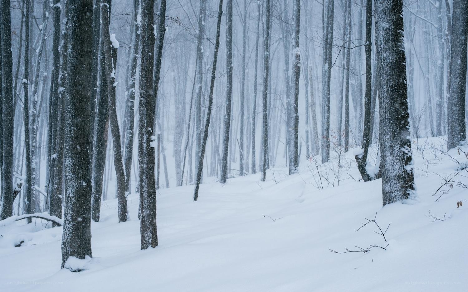 Snowy forest during a snowstorm
