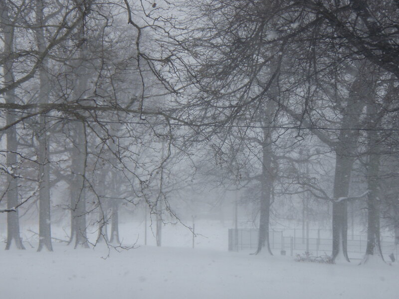 snowy forest during a storm