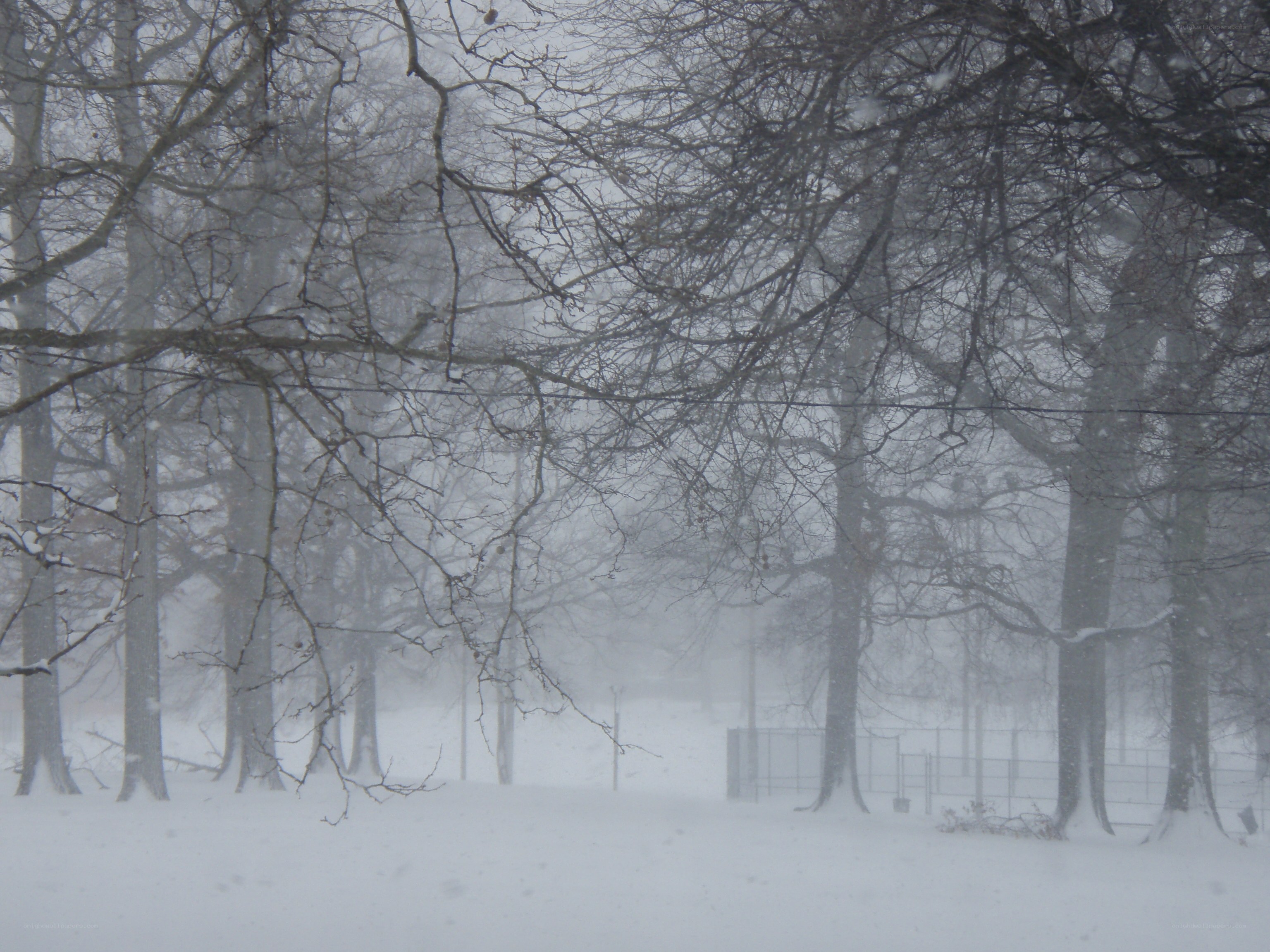 snowy forest during a storm