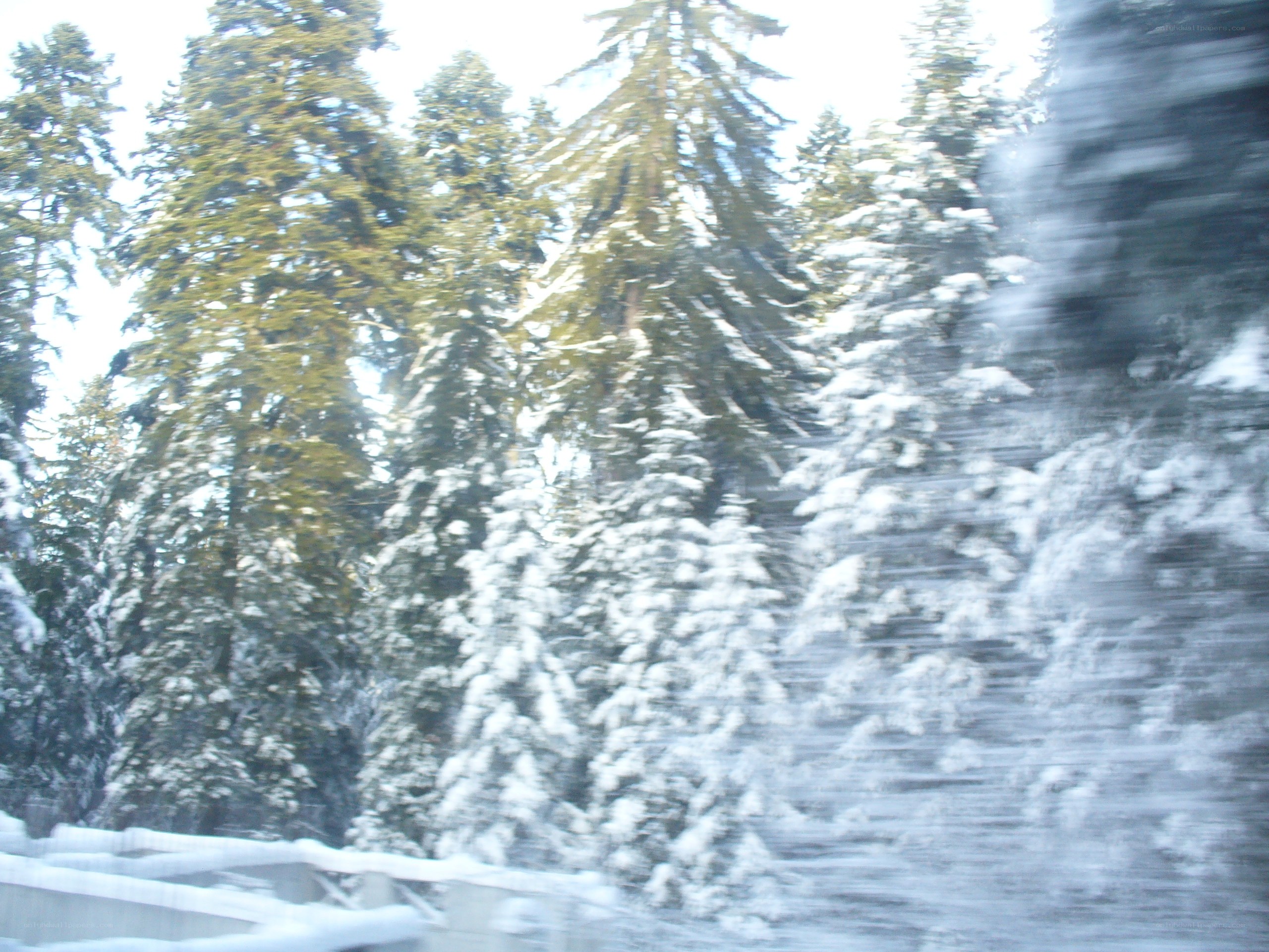 snowy forest from moving vehicle