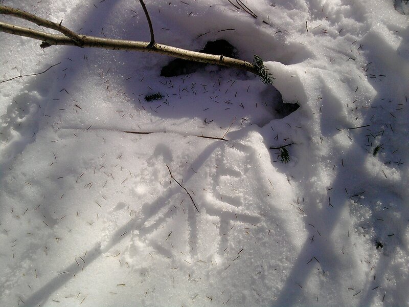 snowy forest ground