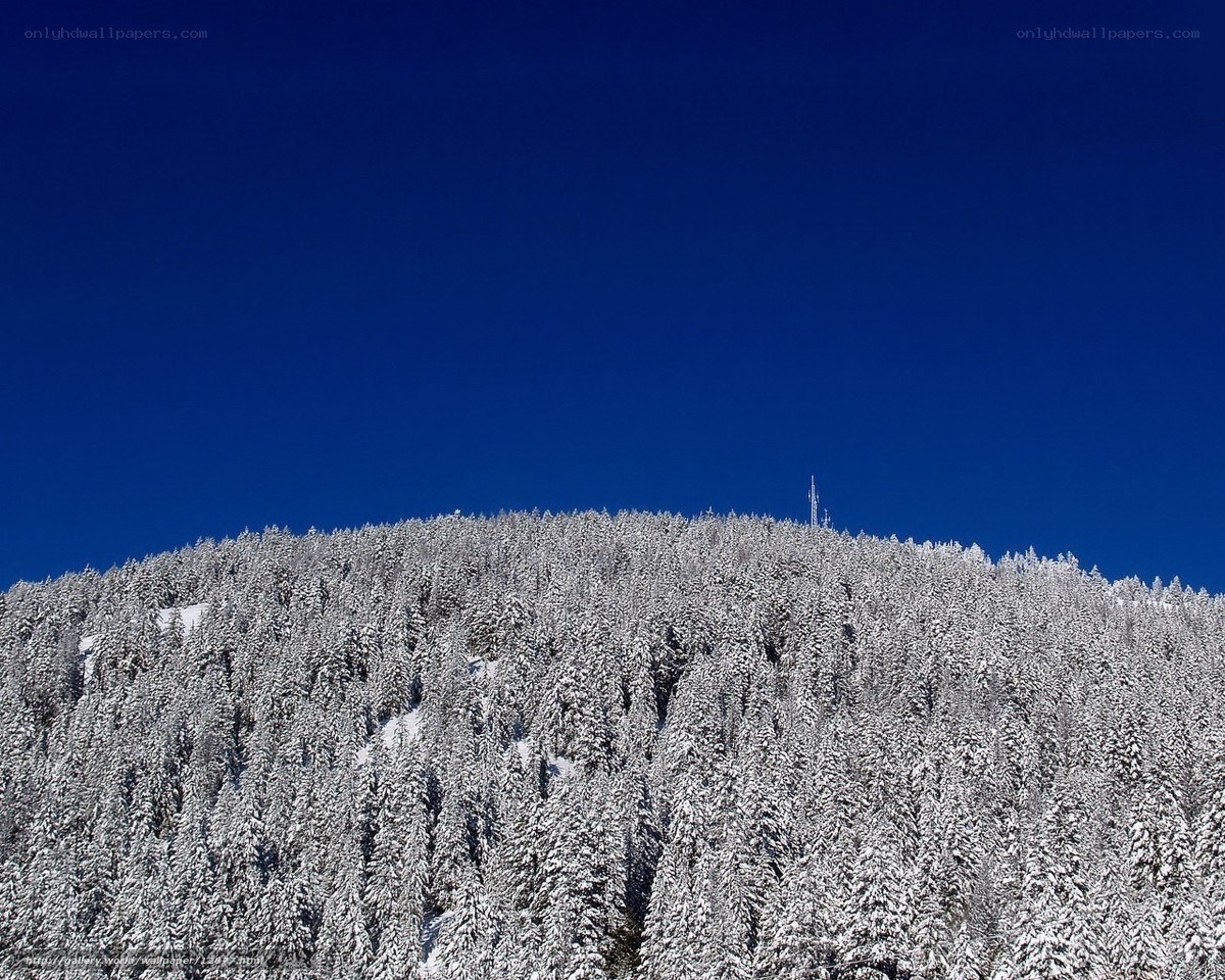 Snowy forest hill under blue sky