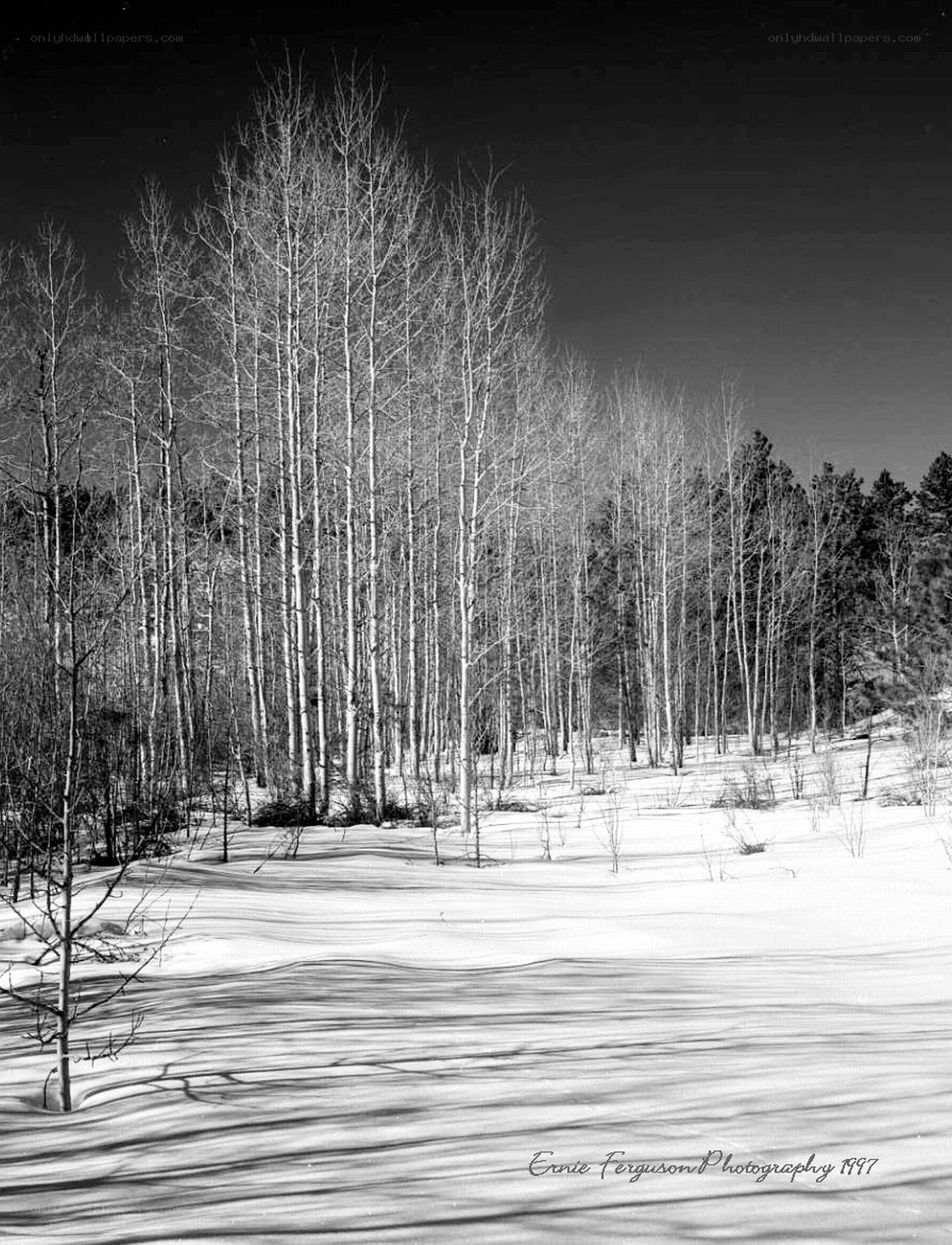Snowy forest in black and white