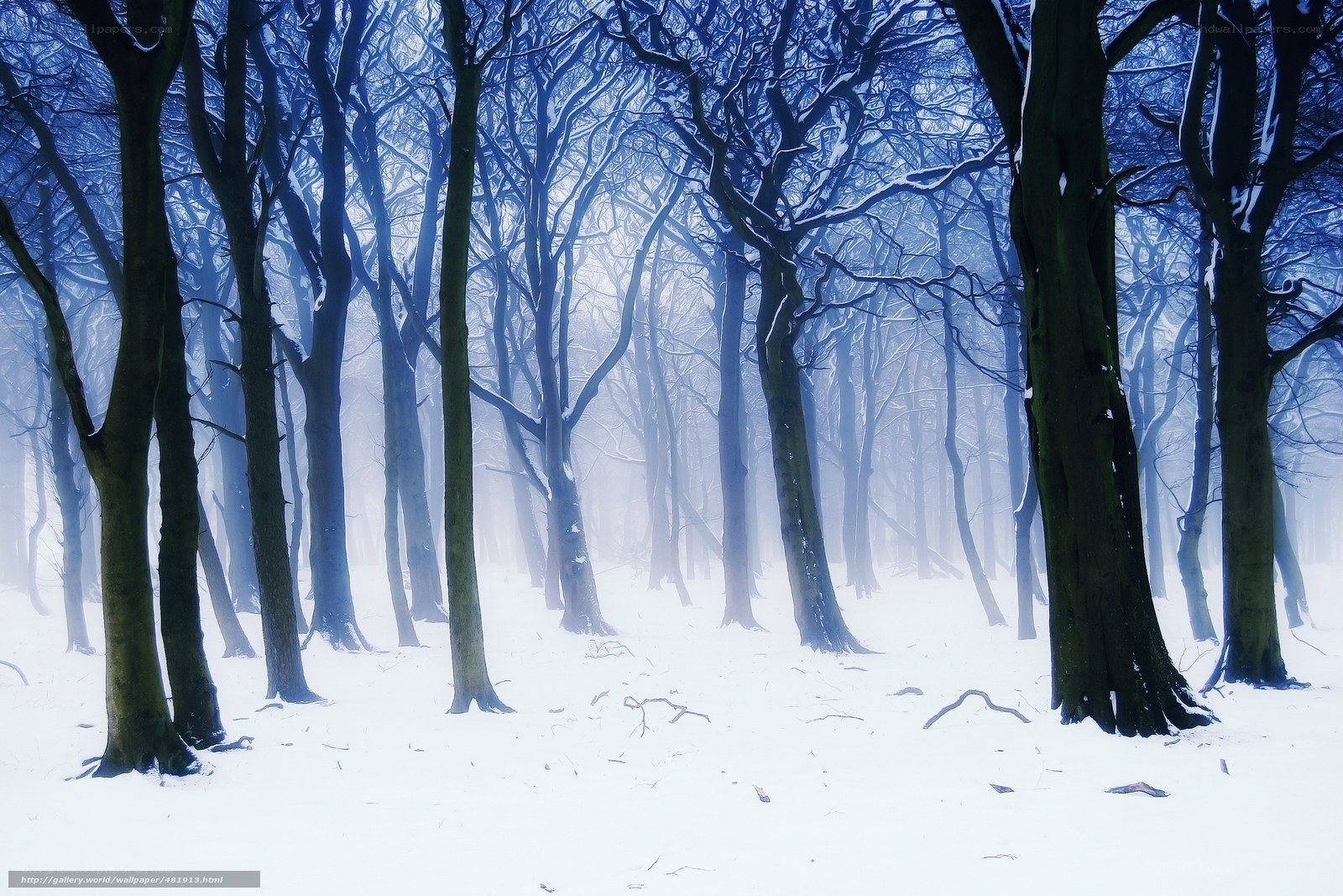 Snowy forest in blue mist