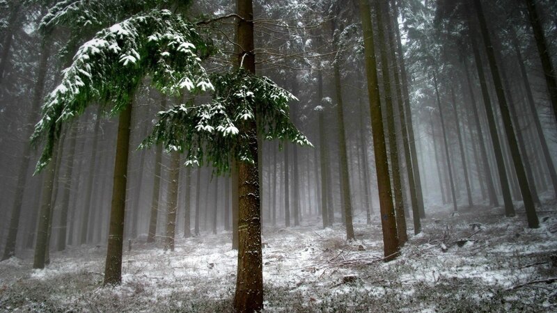 snowy forest in fog