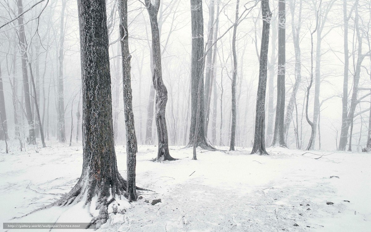 Snowy forest in fog
