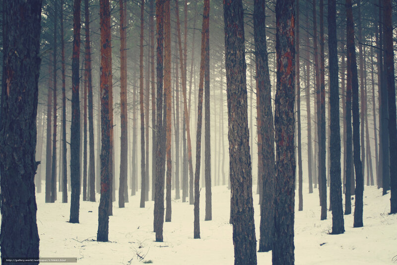 Snowy forest in fog