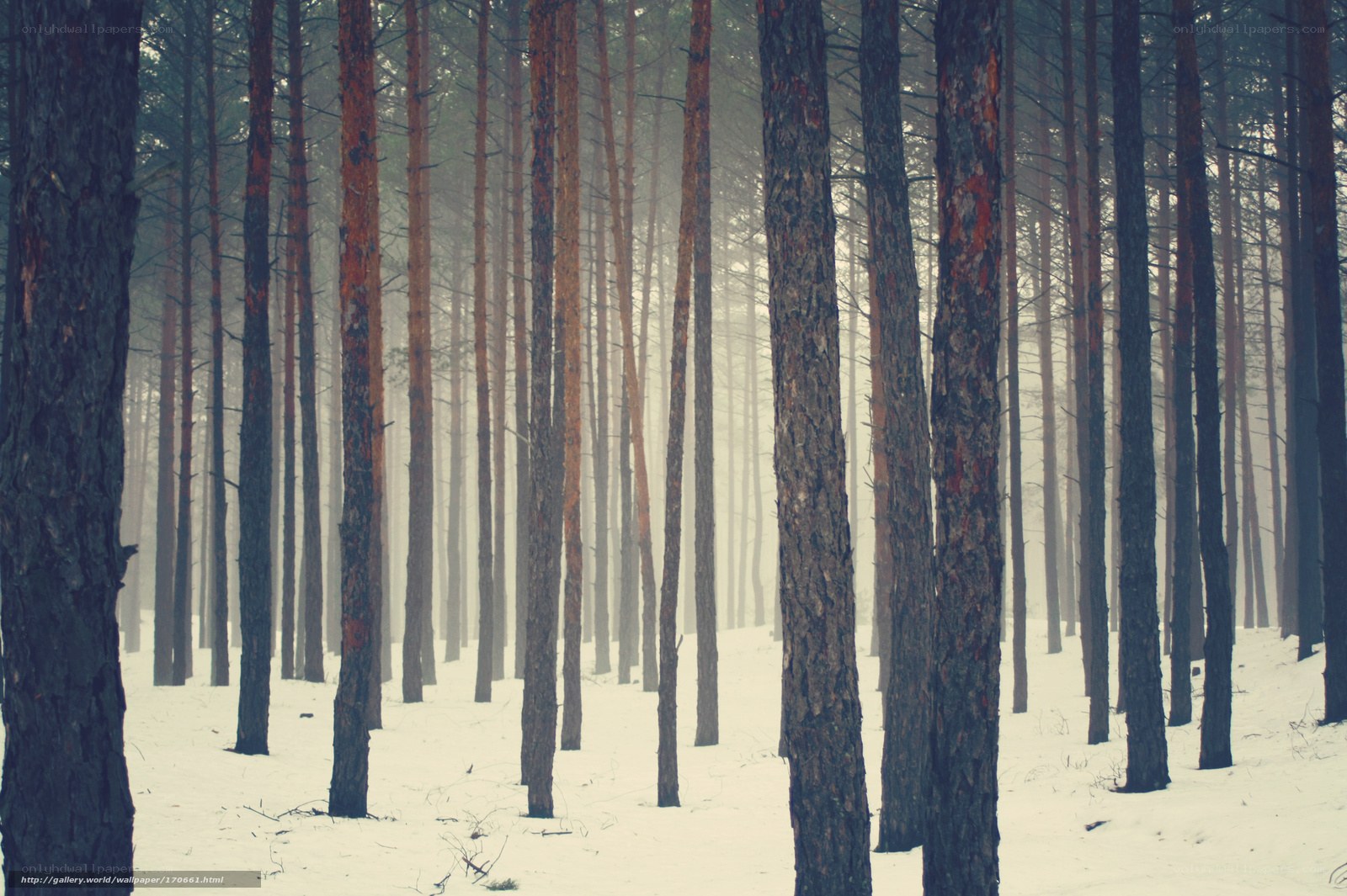Snowy forest in fog