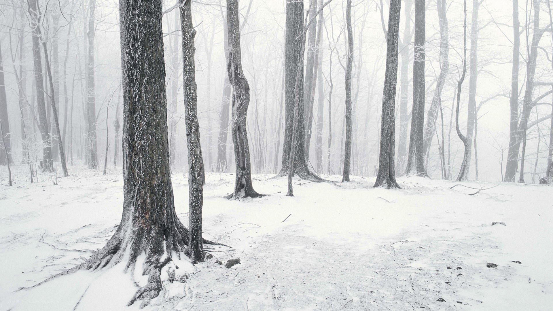 snowy forest in fog