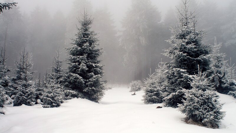 snowy forest in fog
