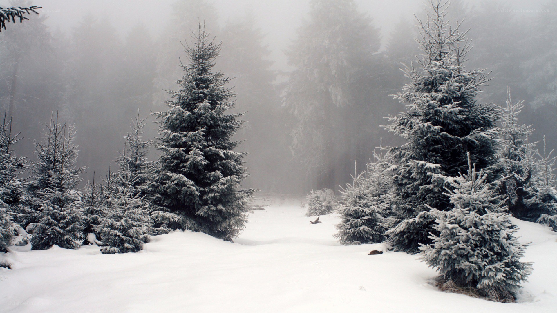 snowy forest in fog