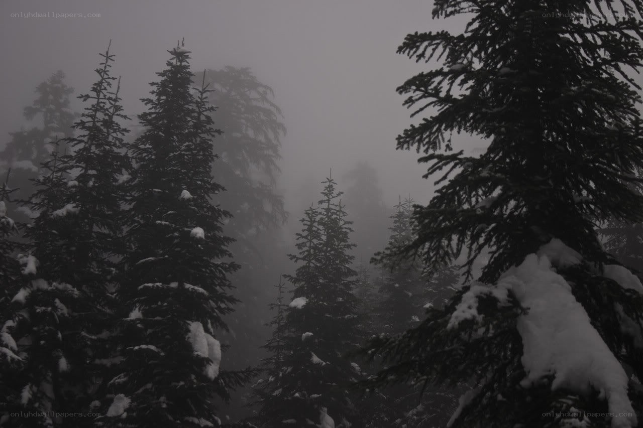 snowy forest in fog