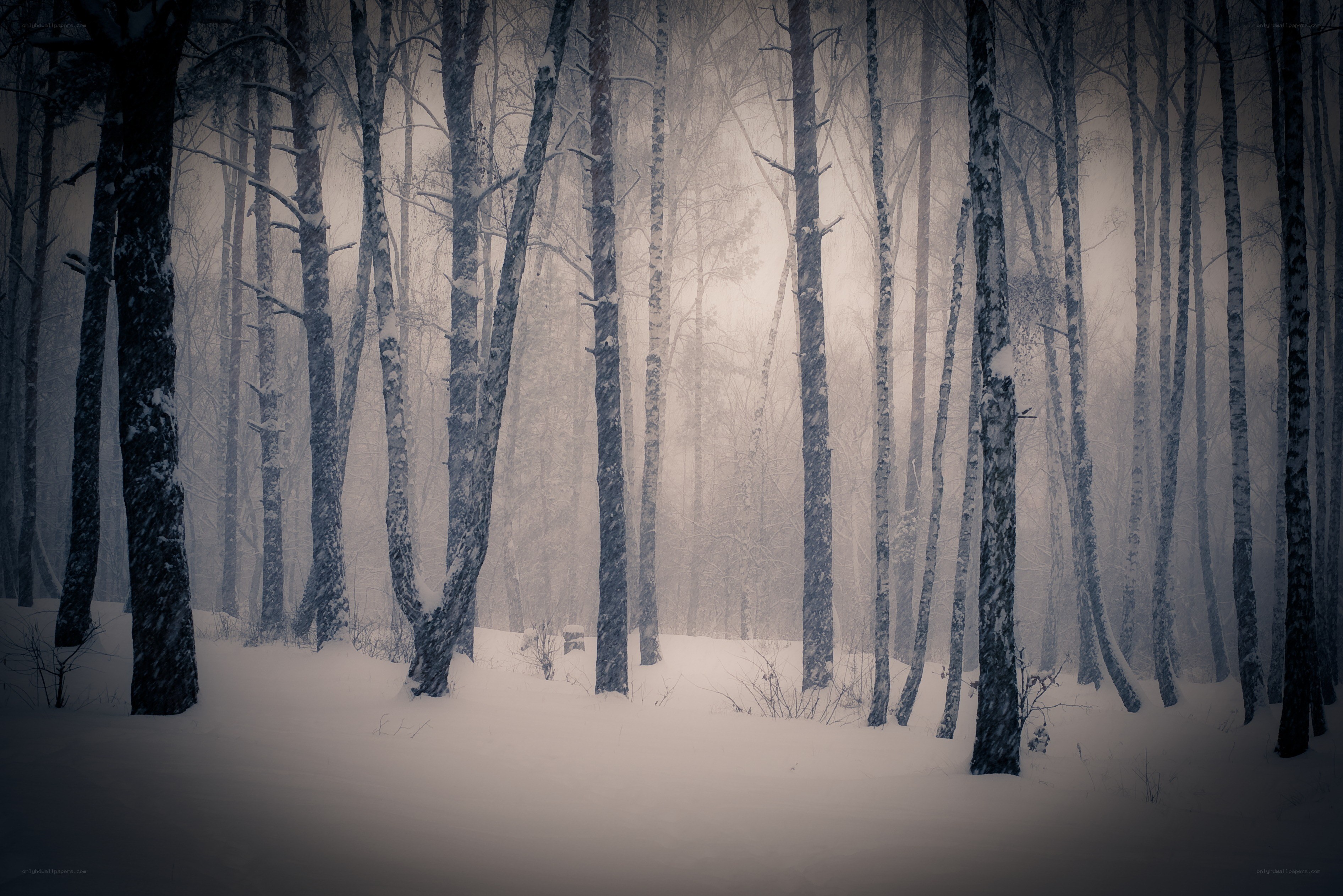 Snowy forest in fog