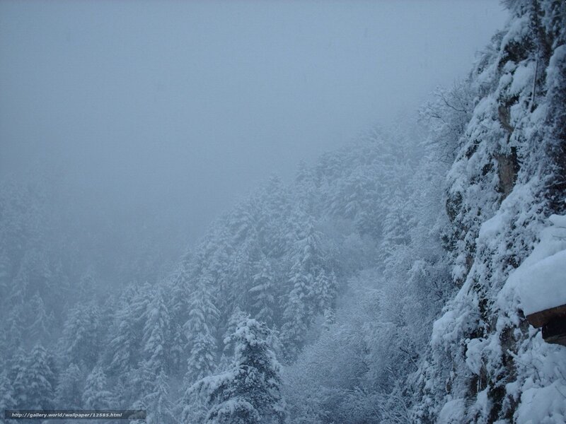 Snowy forest in fog
