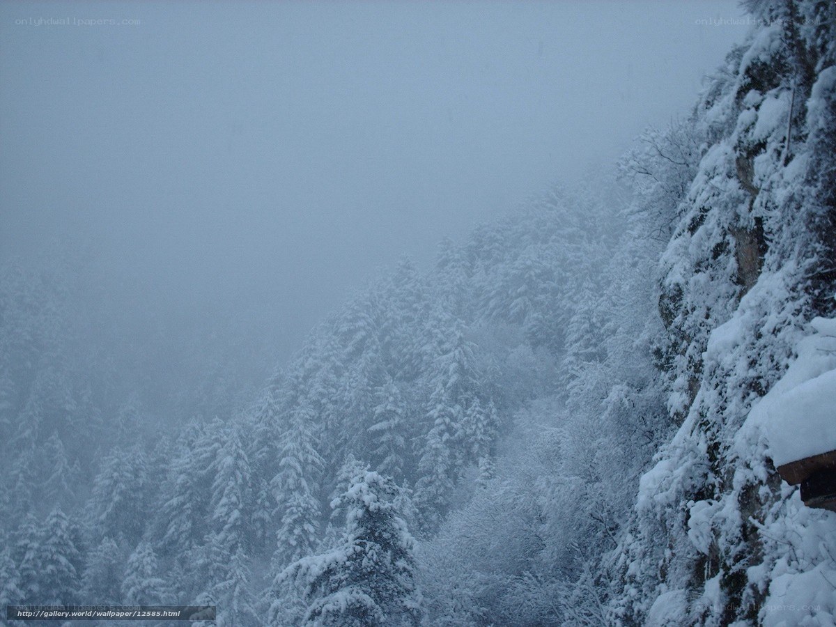 Snowy forest in fog