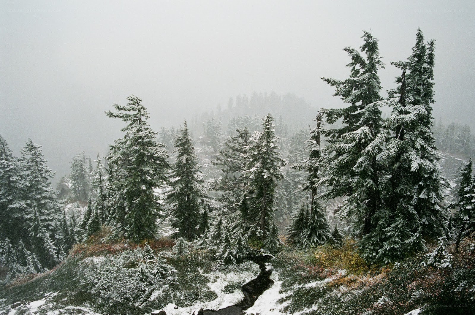Snowy forest in mist