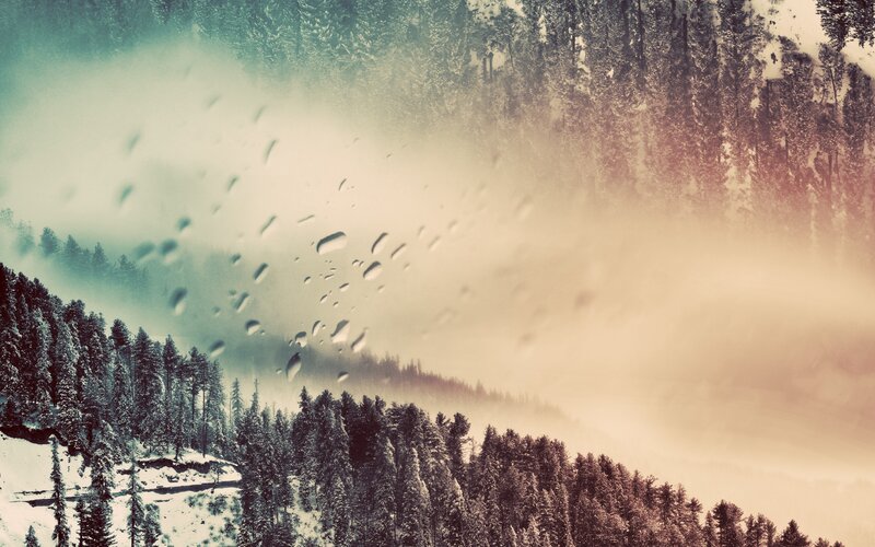 snowy forest in mist