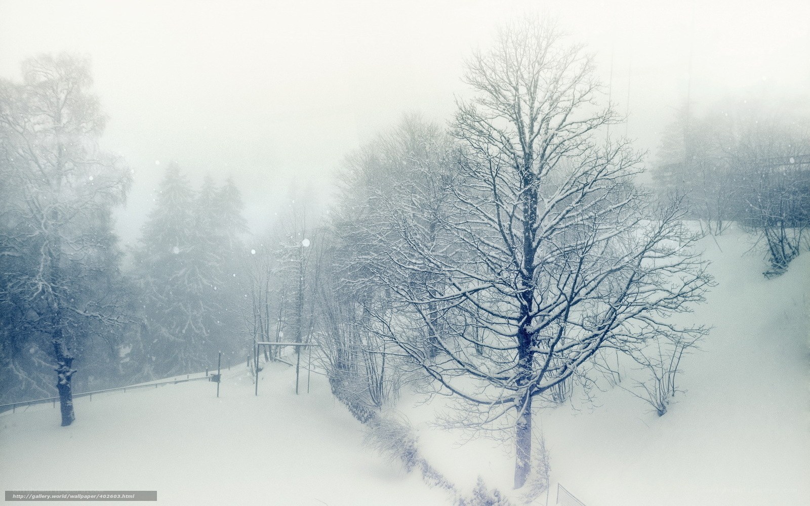 Snowy forest in winter