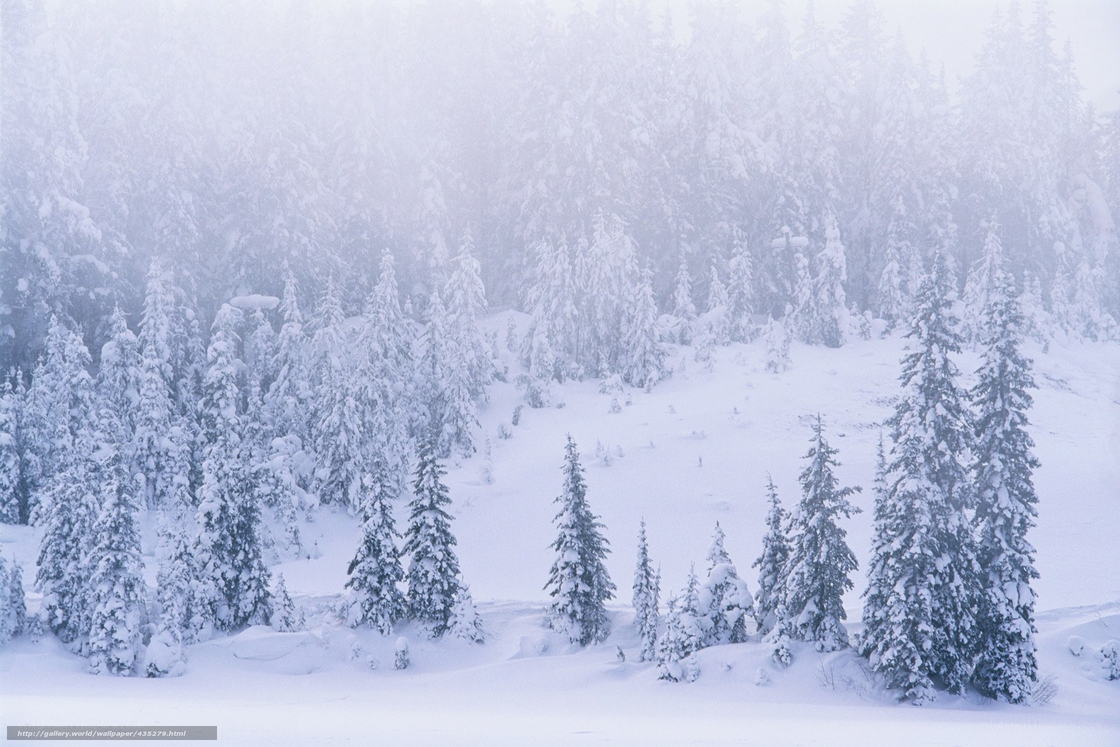 Snowy forest in winter