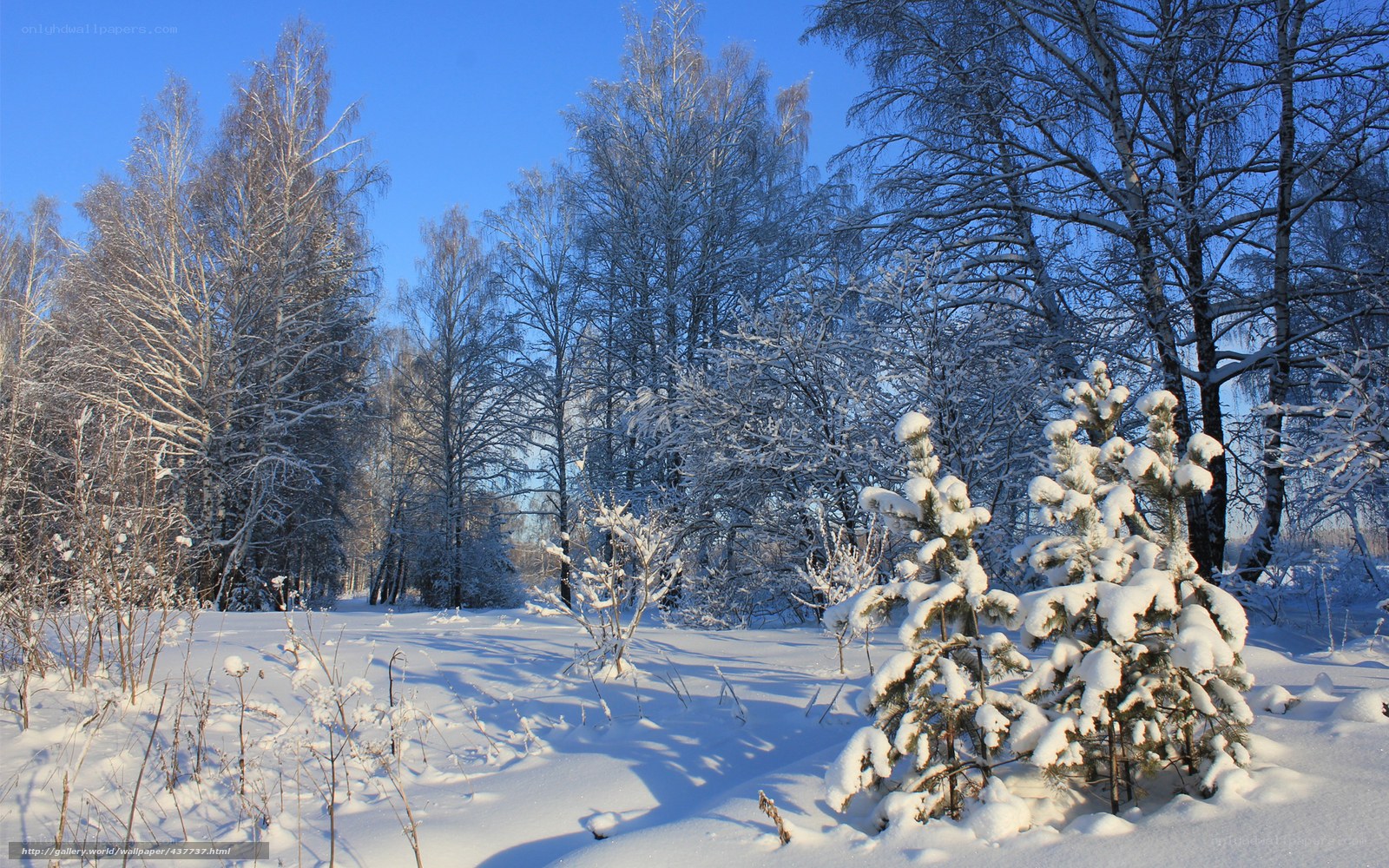 Snowy forest in winter