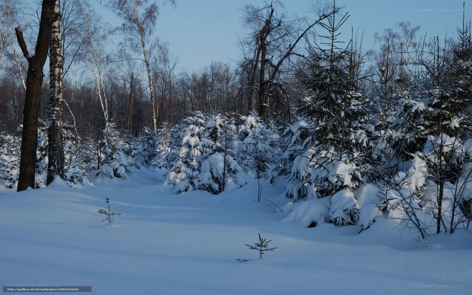 Snowy forest in winter
