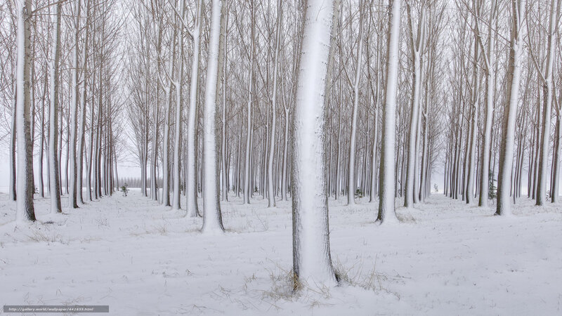 Snowy forest in winter