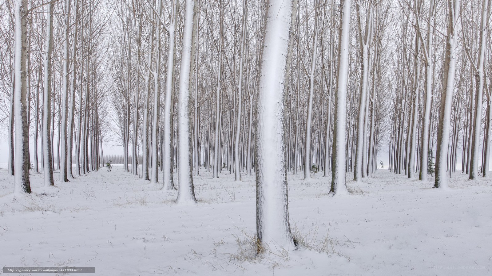 Snowy forest in winter