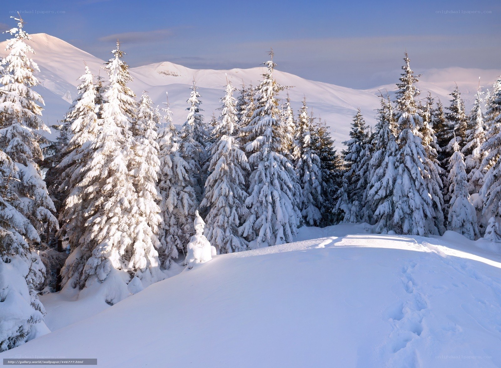 Snowy forest in winter