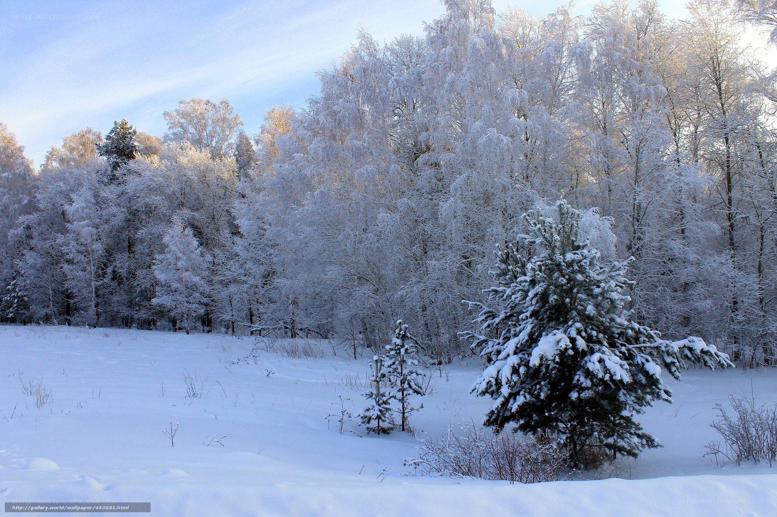 Snowy forest in winter