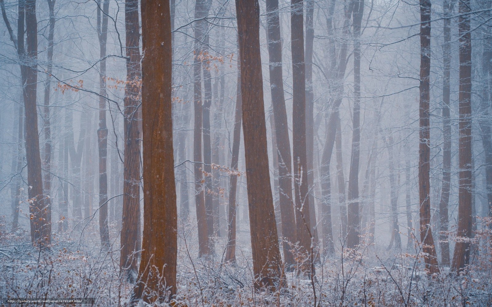 Snowy forest in winter