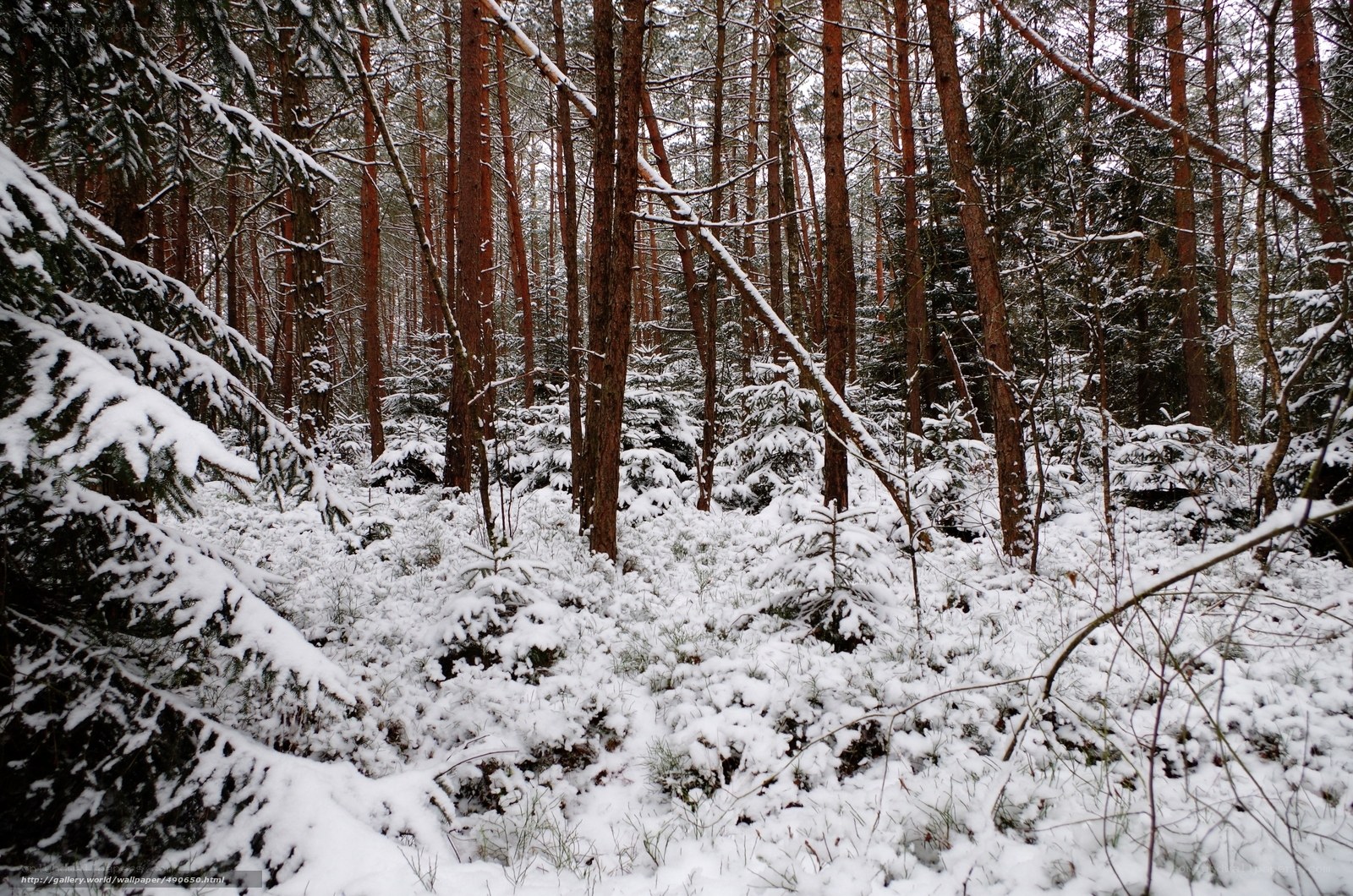Snowy forest in winter