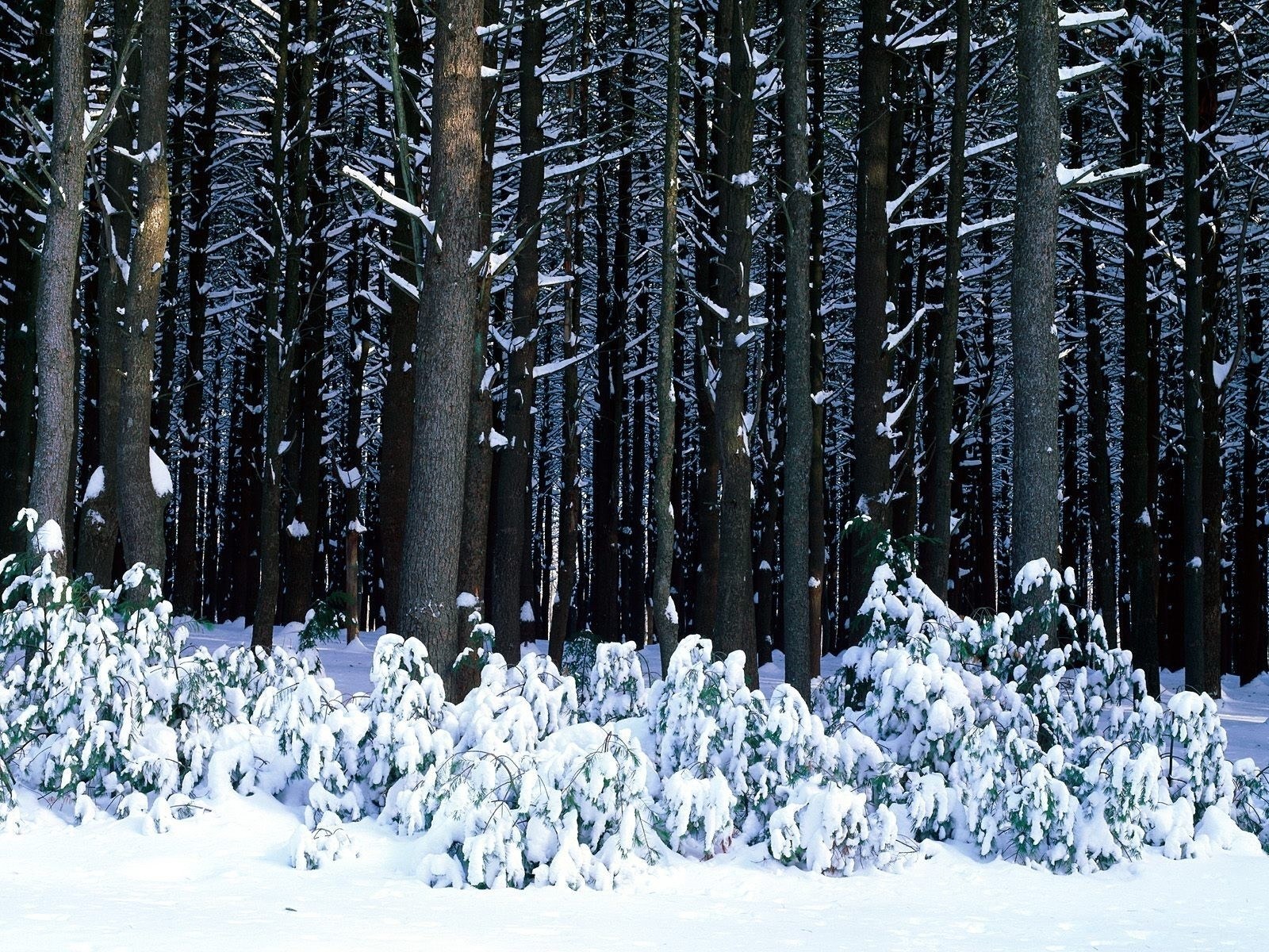 Snowy forest in winter