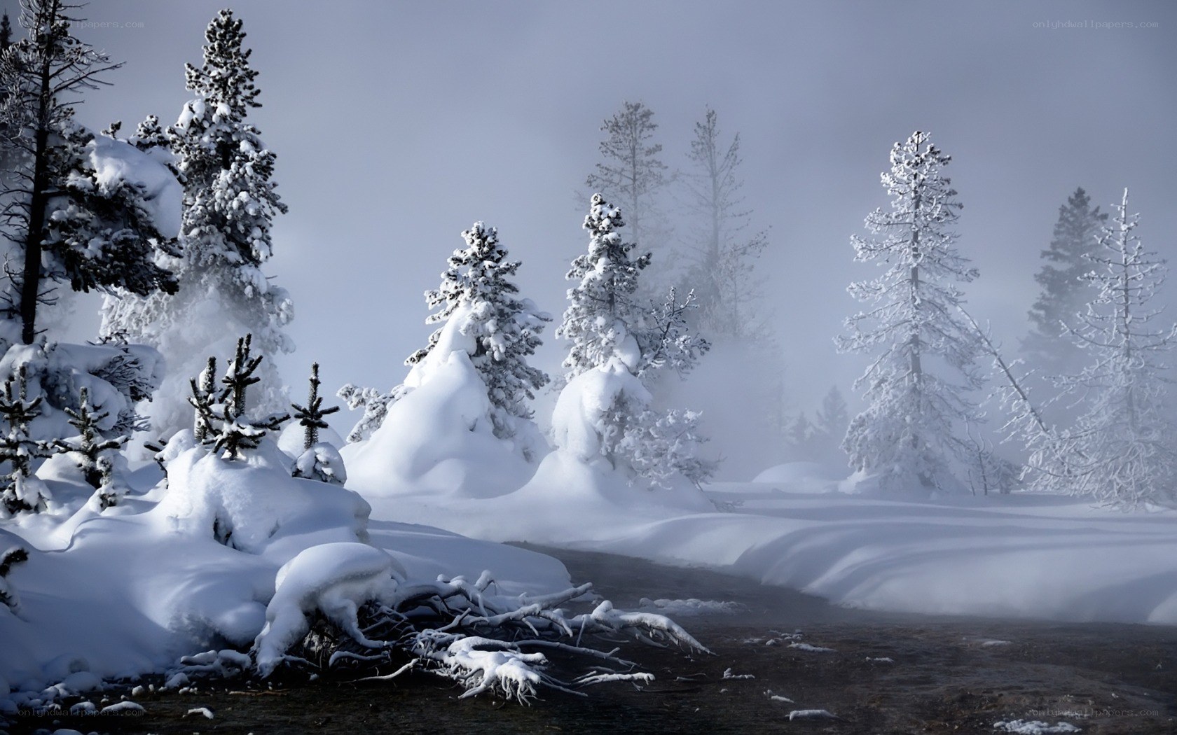 Snowy forest in winter